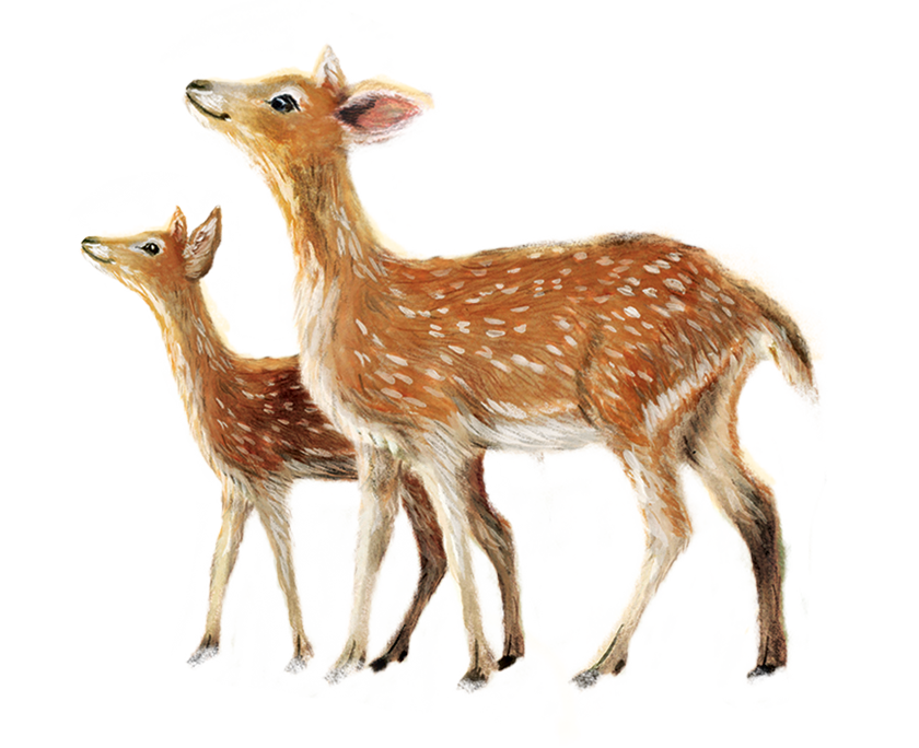 image of two deers looking up as decorative statement for frontpage