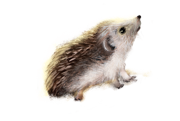 image of a little hedgehog looking up as decorative statement for frontpage